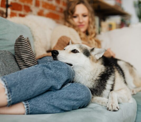 10 Pawsome Tips for Keeping Your House Pet-Friendly and Clean